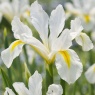 Iris reticulata 'Louise'