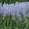 Muscari 'Aqua Magic'
