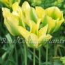 Tulipa 'Formosa'