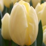 Tulipa 'Crème Fraîche'