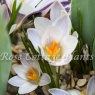 Crocus chrysanthus 'Panda'