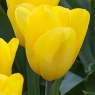 Tulipa 'Strong Gold'