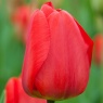 Tulipa 'Apeldoorn'