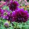 Dahlia 'Thomas A Edison' group