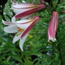 Lilium regale AGM