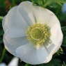 Anemone coronaria 'The Bride'