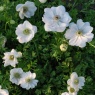 Anemone coronaria 'The Bride'