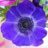 Anemone coronaria 'Mr.Fokker'