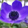 Anemone coronaria 'Mr.Fokker'