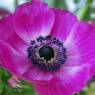 Anemone coronaria 'Sylphide'