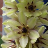 Eucomis montana