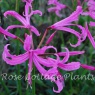 Nerine bowdenii AGM