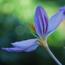 Crocus laevigatus 'Fontenayi' AGM