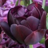 Tulipa 'Black Hero'