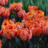 Tulipa 'Orange Princess' AGM