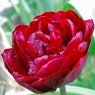 Tulipa 'Uncle Tom'