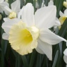 Narcissus 'February Silver'