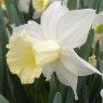 Narcissus 'February Silver'