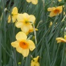 Narcissus 'Kedron'