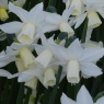 Narcissus 'Toto' AGM