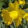 Narcissus obvallaris AGM