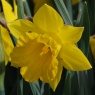 Narcissus obvallaris AGM
