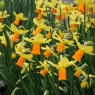 Narcissus 'Jetfire' AGM