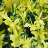 Narcissus 'Hawera' AGM