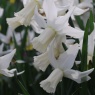 Narcissus 'Jenny' AGM
