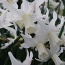 Narcissus 'Jenny' AGM