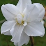 Narcissus albus plenus odoratus
