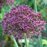 Allium 'Miami'