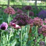 Allium 'Miami' group in evening sun