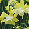 Narcissus 'Pipit' AGM
