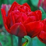 Tulipa 'Red Princess'