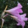 Amaryllis belladonna AGM