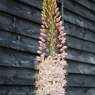 Eremurus robustus AGM