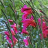 Gladiolus communis byzantinus AGM