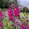 Gladiolus communis byzantinus AGM