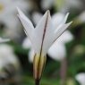 Ipheion 'Alberto Castillo'