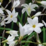 Ipheion 'Alberto Castillo'