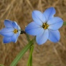 Ipheion 'Rolf Fiedler' AGM