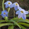 Ipheion 'Rolf Fiedler' AGM