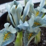 Iris histrioides 'Frank Elder'