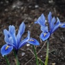 Iris reticulata 'Alida'