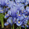 Iris reticulata 'Alida'