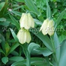 Fritillaria pallidiflora AGM