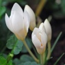 Crocus chrysanthus 'Miss Vain'