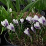 Crocus chrysanthus 'Prins Claus'