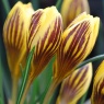 Crocus chrysanthus 'Gipsy Girl'